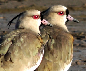 Copia de lapwing (3)