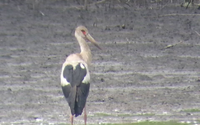 Maguari-Stork