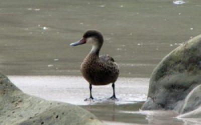 White-cheeked-Pintail