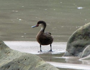 White-cheeked-Pintail