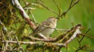 clay-colored-sparrow