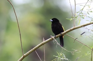 flame-rumped