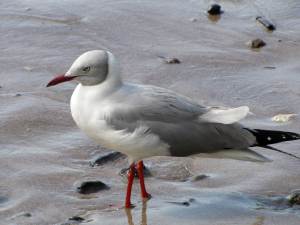 gray-hooded-gull1