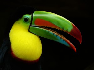 caribbea jewels