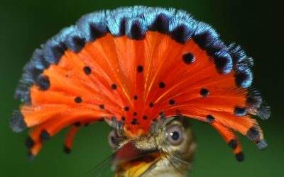 royal-julio