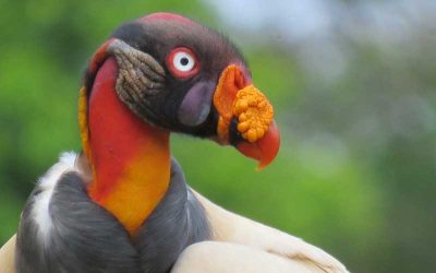 King-Vulture