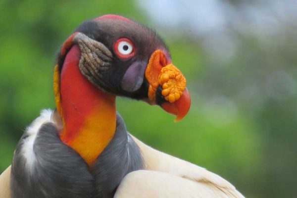 King-Vulture