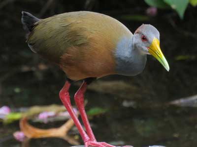 Gray cowled Wood Rail