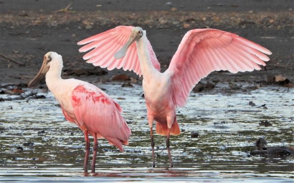 Roseate-Spoonbill