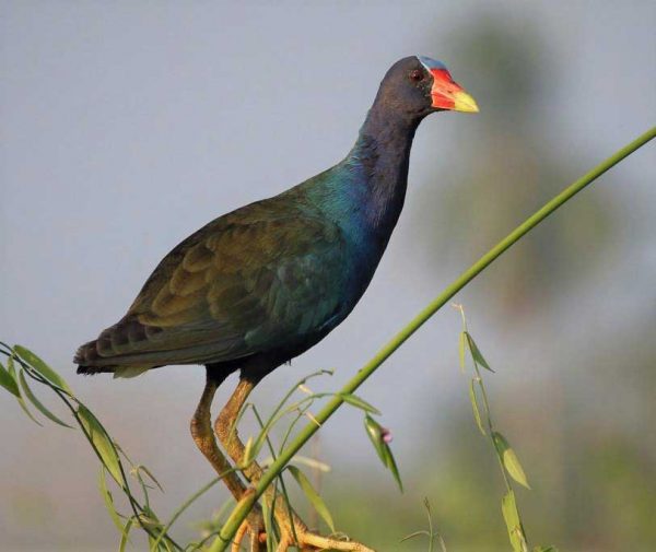 Purple-Gallinule