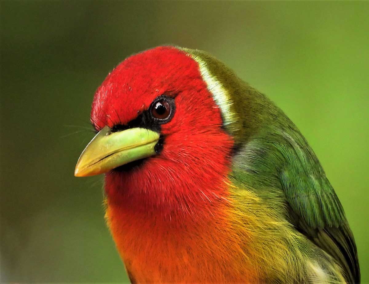 Barbet
