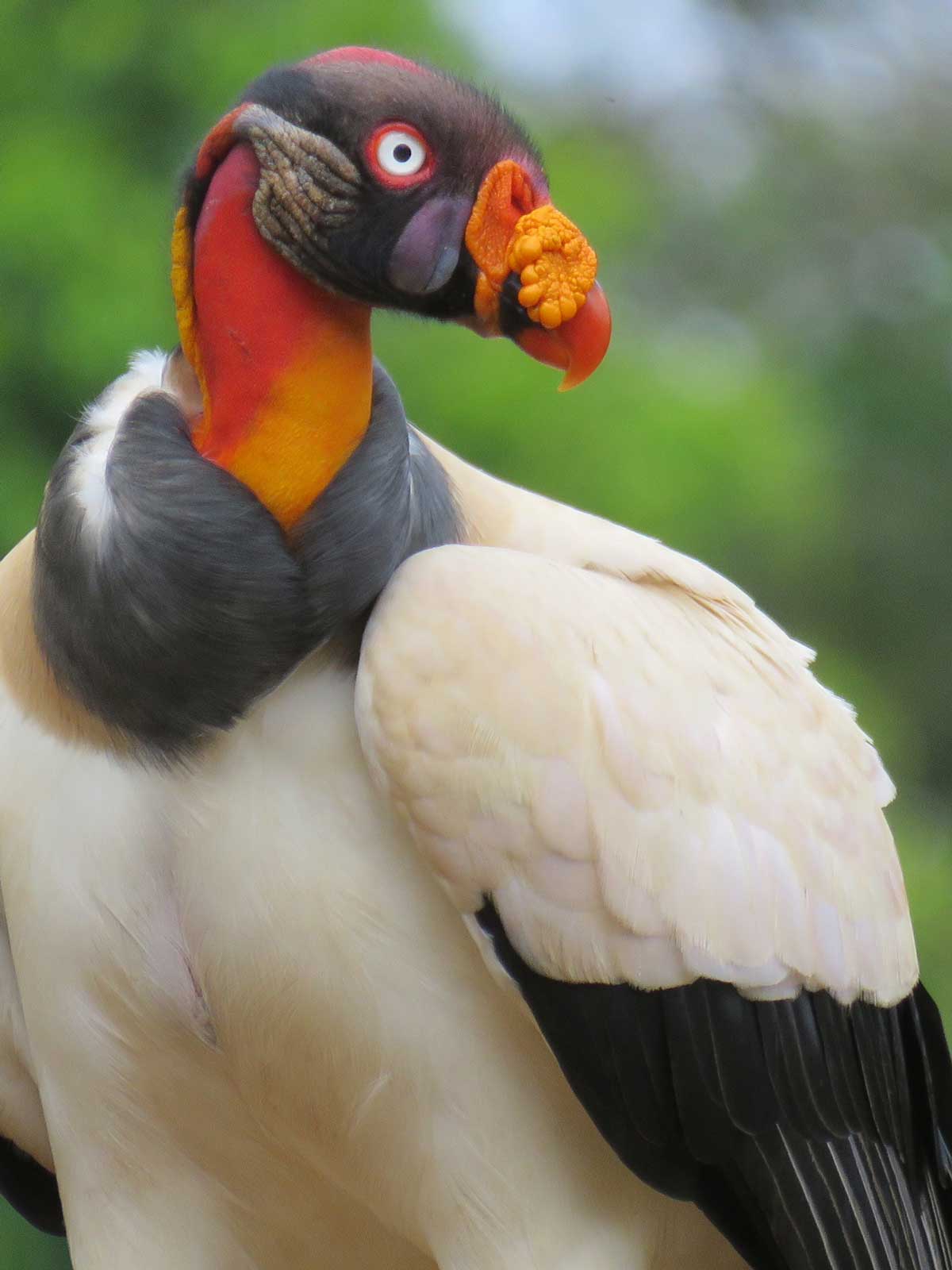 King-Vulture