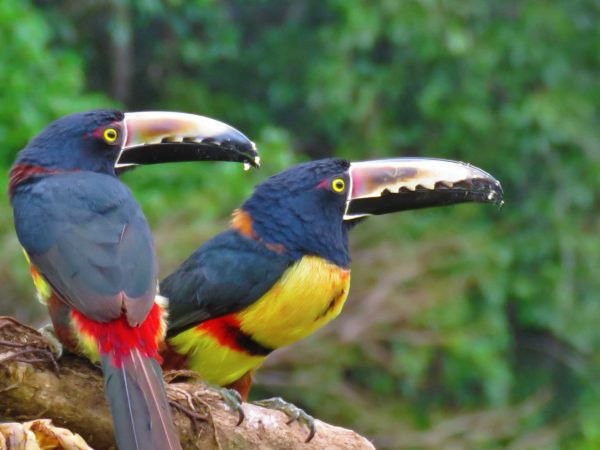 Collared-Aracari