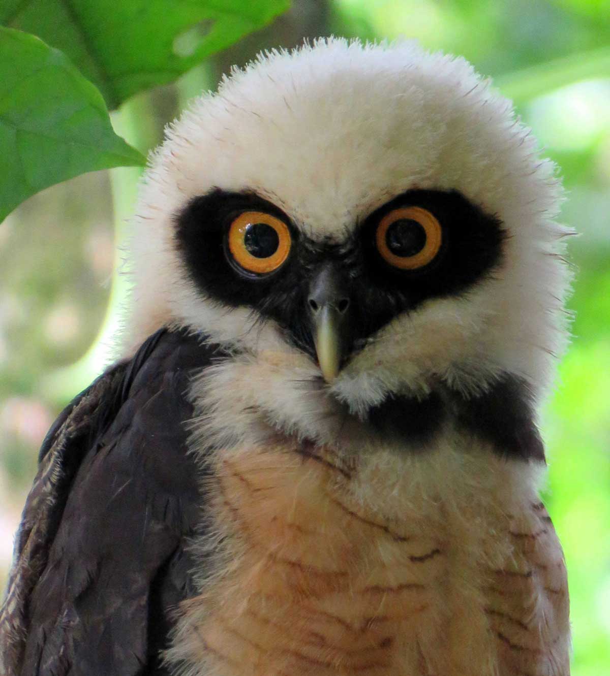 Spectacled-Owl