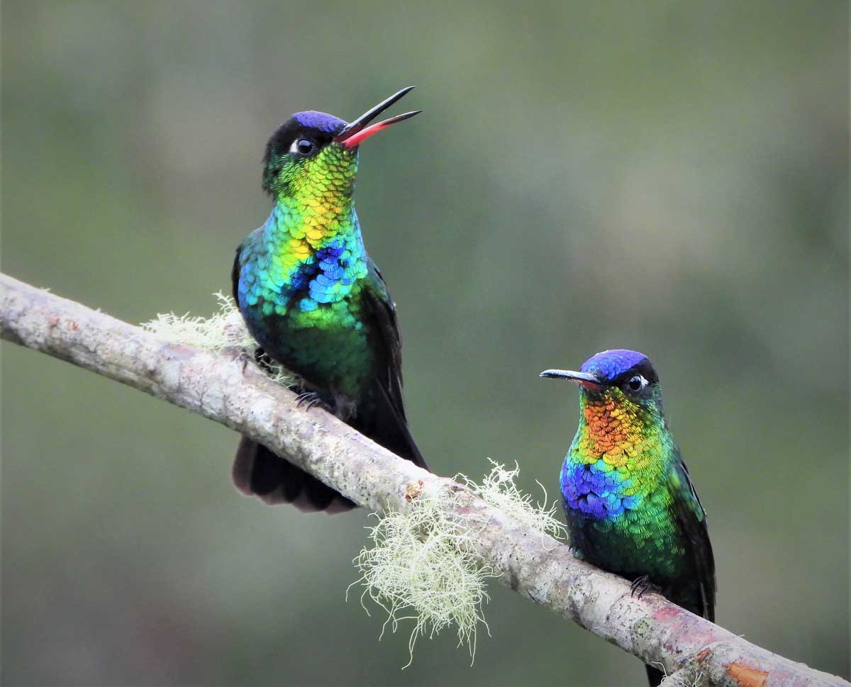 Fiery-throated-Hummingbird