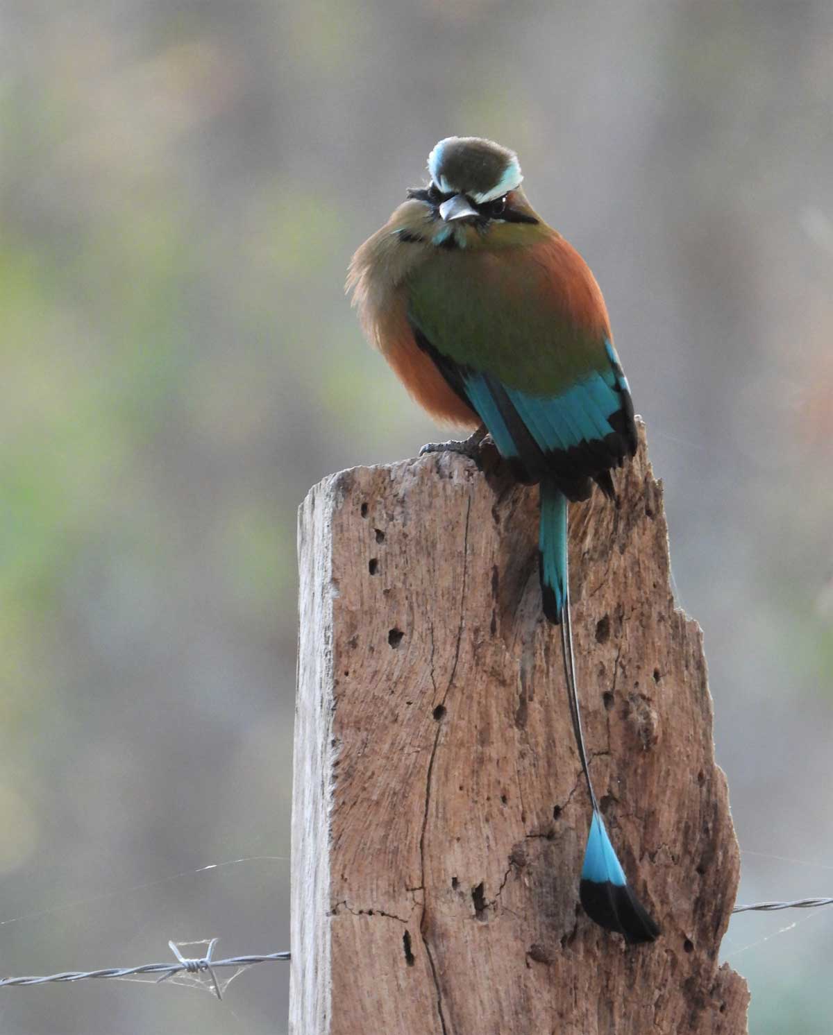 Turquoise-browed-Motmot
