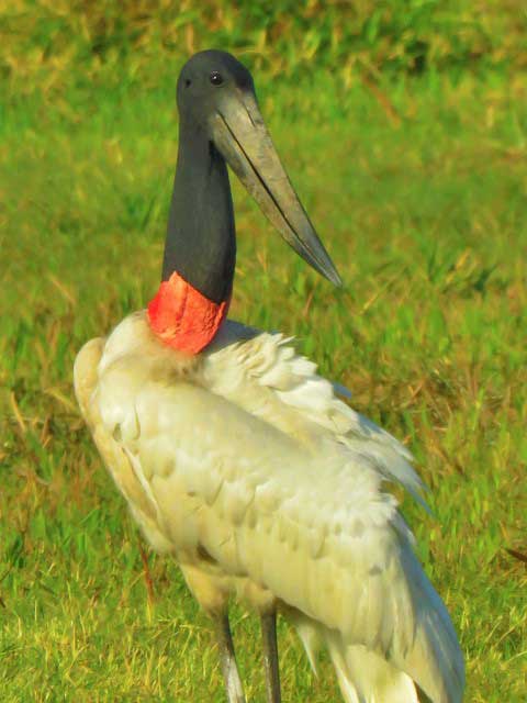 Jabiru-Stork